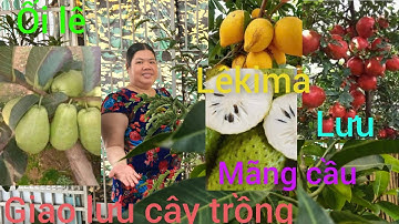 Hồng cây giống giá rẻ miền Tây giao lưu cây giống mãng cầu xiêm, bình bát, lêkima 