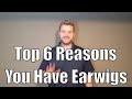 Top 6 reasons you have earwigs