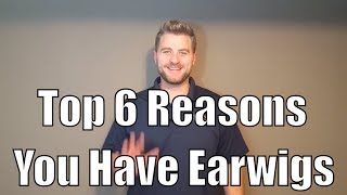 Top 6 reasons you have earwigs