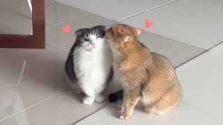 Cats that get along well do this by 그루밍데이 고양이cat vlog 21,414 views 2 months ago 6 minutes, 27 seconds