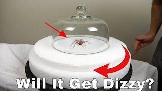 Do Spiders Actually Get Dizzy Spinning a Hobo Spider on a Turntable Then Letting It Try To Walk