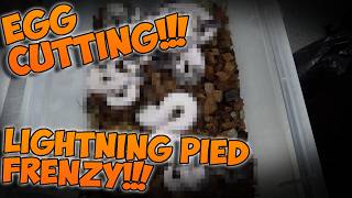Lightning Pied Frenzy!!! EGG CUTTING