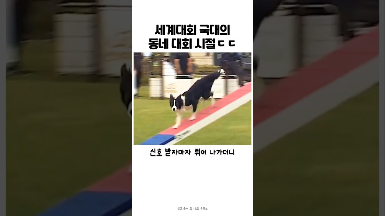 어질리티 선수 보더콜리의 국내대회 시절 #보더콜리 #어질리티 #반려견 #강아지