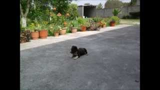 American Pit Bull Terrier Puma