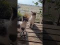 kedi kardeş kavgaları:)) #kedi #oyun #minnoşlar