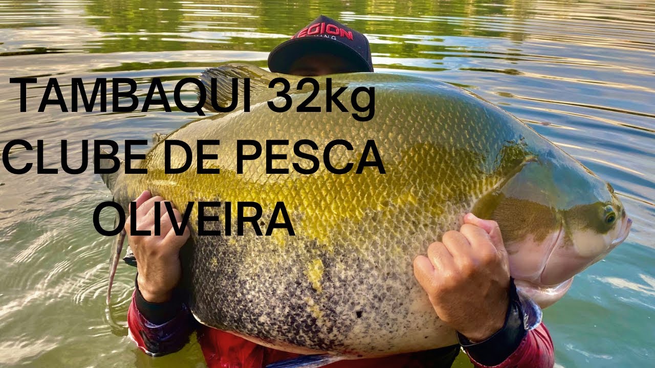 PRIMEIRA TRINTADA / TAMBAQUI 32KG NO BOFIM NA SUPERFíCIE / CLUBE DE PESCA OLIVEIRA