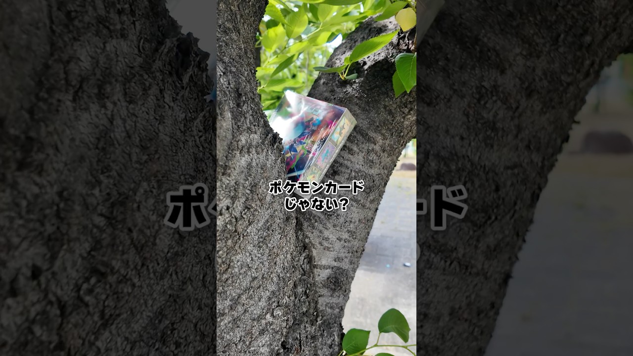 A $1,000 Pokemon card was found stuck in a tree in the jungle