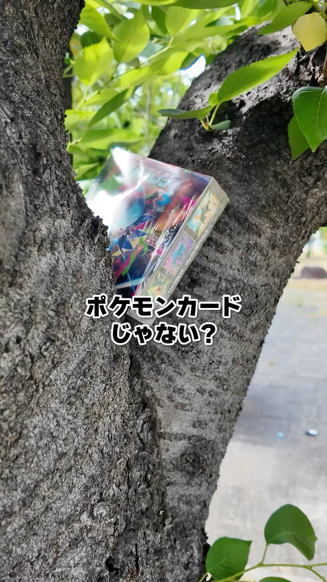 A $1,000 Pokemon card was found stuck in a tree in the jungle