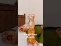 How A Cat Predicted When Someone Would Pass Away 😱