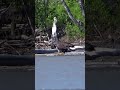 A bald eagle is eating a salmon on the Yukon
