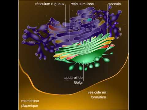 Vidéo: Quels organites contiennent des enzymes oxydantes ?