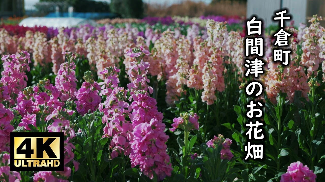 千倉町 白間津のお花畑 2024