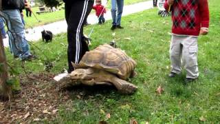 The Most Unusual Pet at Barcstoberfest 2011