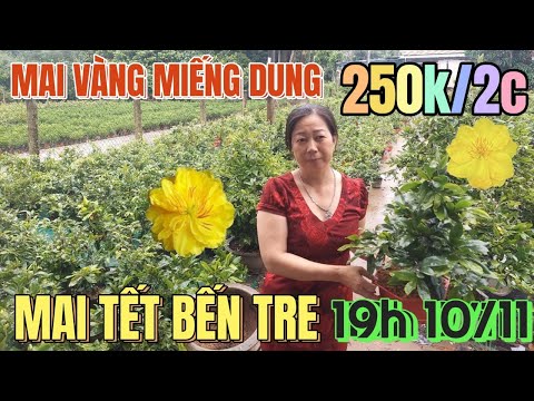 Video 10/11????Mai Tết hơn 35 giống Bến Tre bao rẻ 250k/2c... - youtube