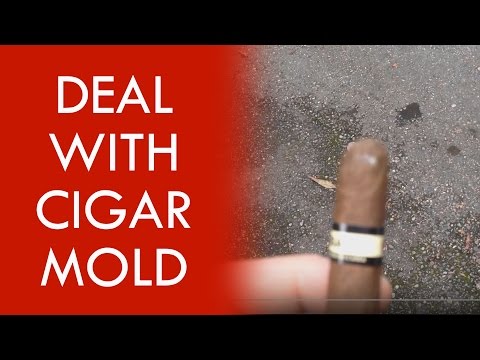 How to deal with cigar mold