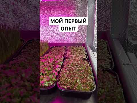 Видео: #микрозеленьдома #бизнеснамикрозелени #ситиферма #добрыйфермердядясаша