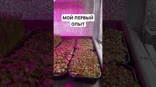 #микрозеленьдома #бизнеснамикрозелени #ситиферма #добрыйфермердядясаша