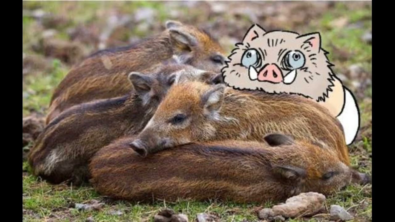 Bebe Inosuke (imágenes) parte 1 - YouTube