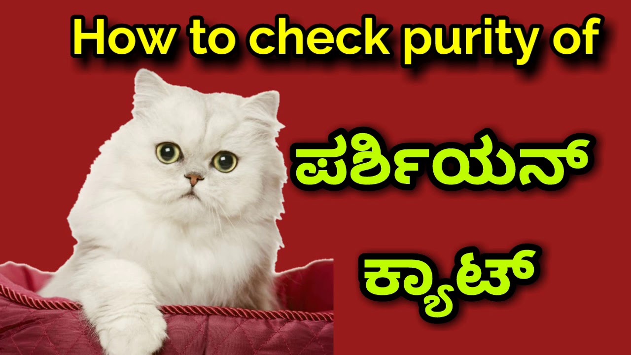 How to check purity of Persian cat in kannada YouTube