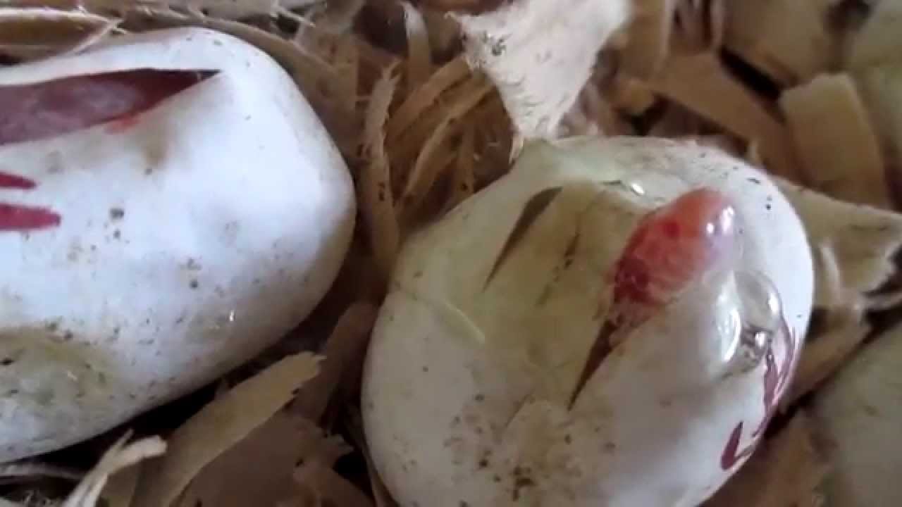 snow corn snake for sale uk Corn Snake Babies Pipping In Their Eggs