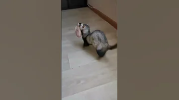 Чем кормить хорька #хорек #ferret #животные