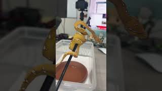 These designer Green Tree Pythons are special.