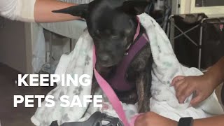 Sacramento SPCA expresses concerns over keeping pets safe following disasters