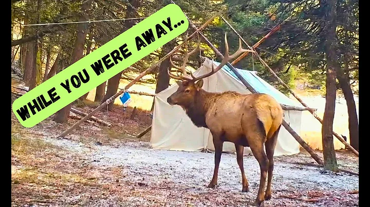 Bull Elk in Camp!