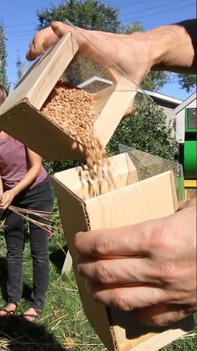 How to Grow, Thresh, and Mill Your Own Wheat for Bread