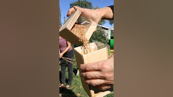 Kaip patys užsiauginti, kulti ir malti kviečius duonai
