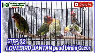 Download Lagu LOVEBIRD JANTAN PAUD BIRAHI GACOR step 02 Download Lagu LOVEBIRD JANTAN PAUD BIRAHI GACOR step 02