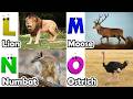 ABC Jungle Animal Sounds 765TH1 | Nursery Rhyme for Kids | Koko Study Class