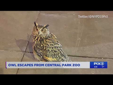 Video: Pet Scoop: Sällsynt Owl Stulen från Washington Sanctuary, Cat Freed From Truck Hood