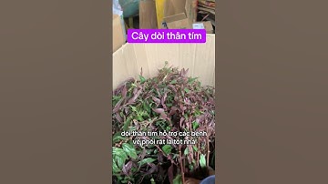 Cây dòi tím một loại cây rất đáng để trồng các b ạ #caythuocdoitim #caythuocdoithantim #caythuocdoi