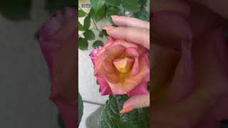 Michel Drucker (Мишель Друкер) Чайно-гибридная роза #садоводство #весна #розахамелеон #садуклары