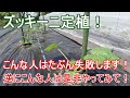 家庭菜園だと難しい人も！【ズッキーニ】初めて栽培する人は是非参考にしてみてください