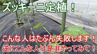 家庭菜園だと難しい人も！【ズッキーニ】初めて栽培する人は是非参考にしてみてください