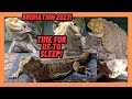 BEARDED DRAGON BRUMATION 2023! GOODBYE FOR MONTHS GUYS! LIZARD SLEEPY TIME!