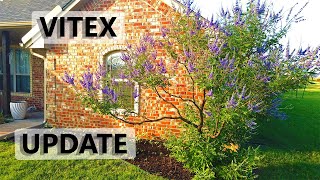 Vitex Tree Pruning Update 2021