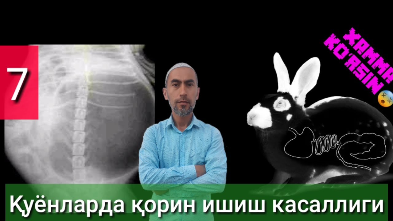 Қорин ишиш касаллиги. ЖКС кролика.
