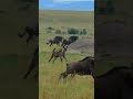 Hyena Hot Chase Of Wildebeests/Animal Hunt Video/Animal Attack 2022/BBC Earth Video