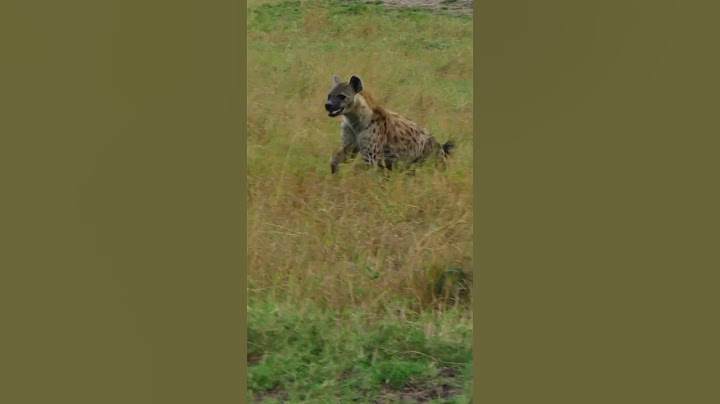 Hyena Hot Chase Of Wildebeests/Animal Hunt Video/Animal Attack 2022/BBC Earth Video