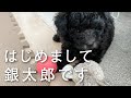 はじめまして銀太郎です【トイプードル♂シルバー】