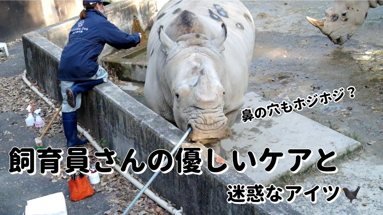 ミナミシロサイお顏なでなで飼育員さんの優しい治療とブラッシングと悪さをするアイツ！　#サイ ＃福岡市動物園