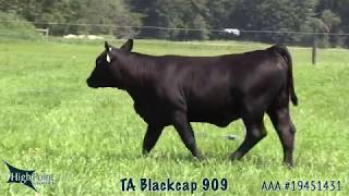 TA Blackcap 909