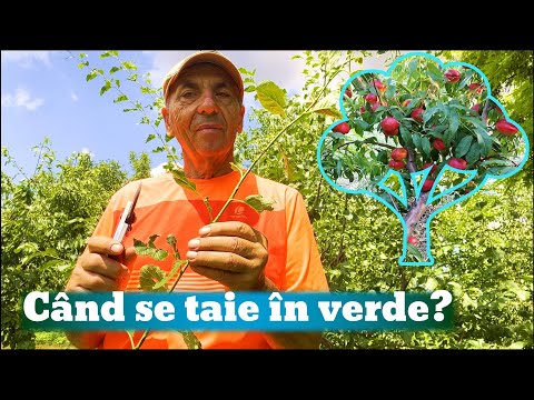 Video: Vii verde: tipuri, dispozitiv, plante, tăiere, fotografie