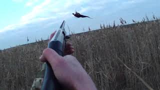Охота на фазана 2020 г. Hunting for a pheasant.