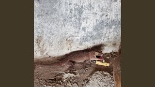 Ora ingat
