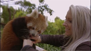This Red Panda Cub loves belly tickles