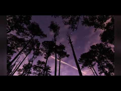 The Magic World Of Fireflies